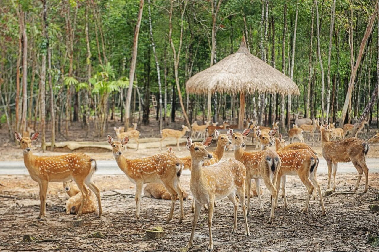 Vinpearl Safari Phu Quoc Ticket - სურათი 9