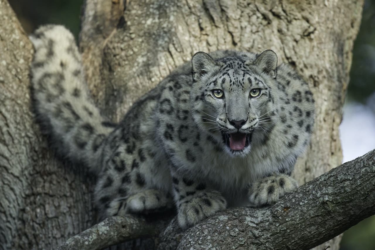 Thoiry ZooSafari: Skip The Line - სურათი 4