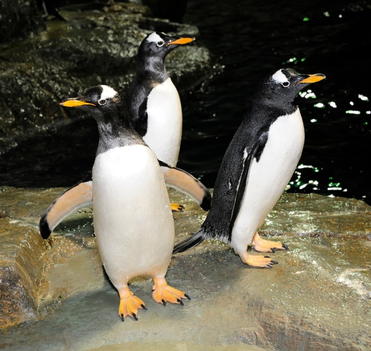 Central Park Zoo - სურათი 3