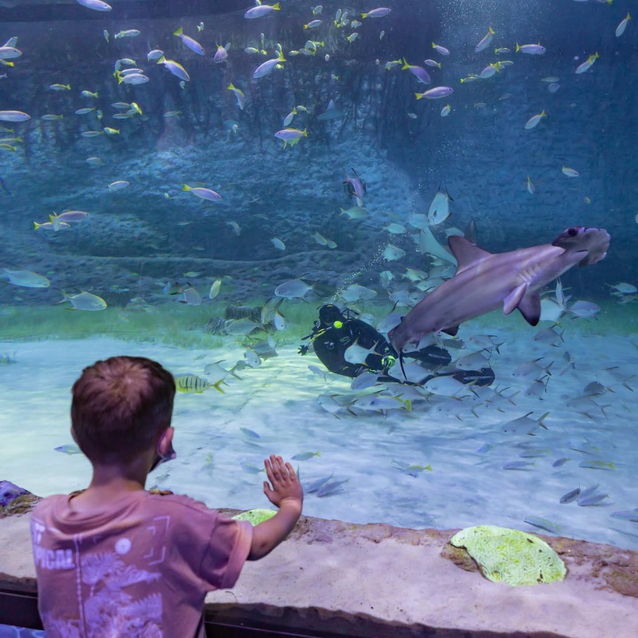 The National Aquarium Abu Dhabi Ticket - სურათი 16