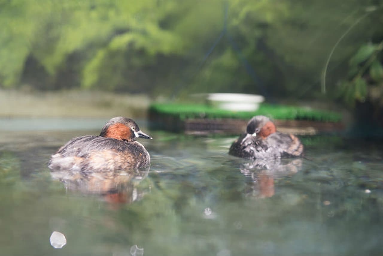 Salmon Hometown Chitose Aquarium Ticket - სურათი 5