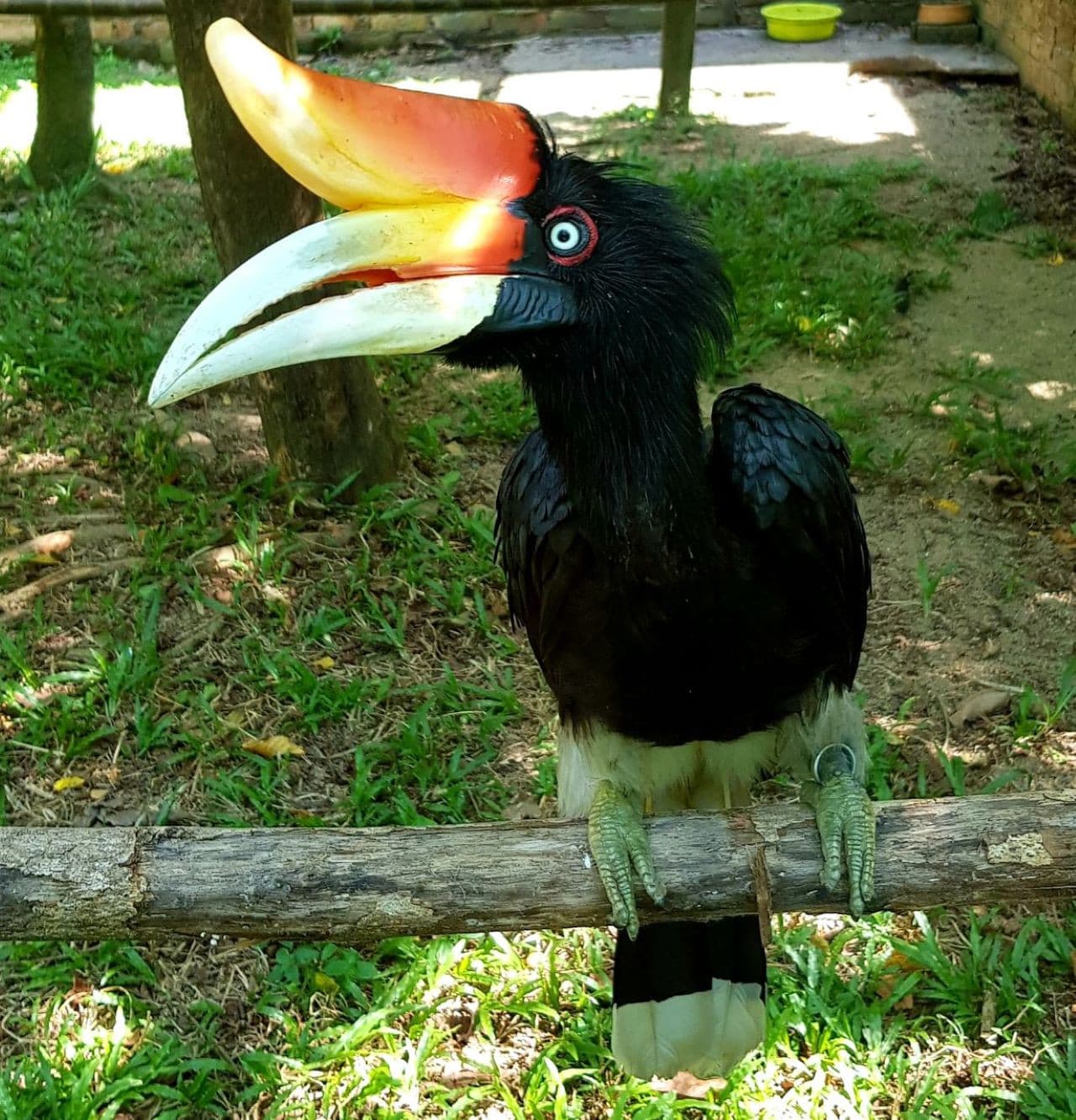 Penang Bird Park - სურათი 4