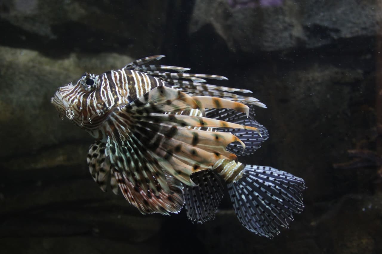 Underwater World Langkawi Ticket - სურათი 14
