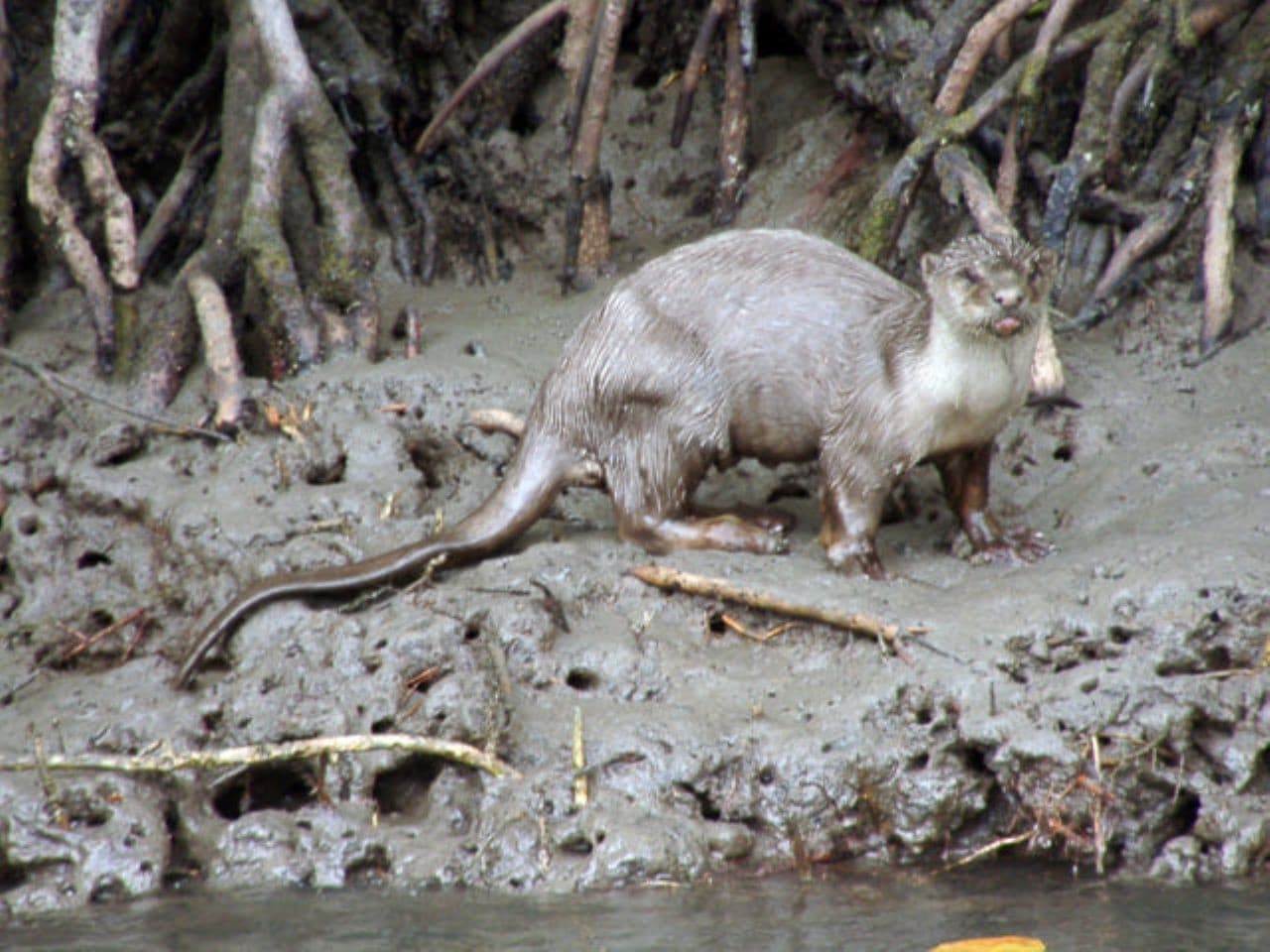 Langkawi Mangrove River Cruise and Snorkeling - სურათი 7