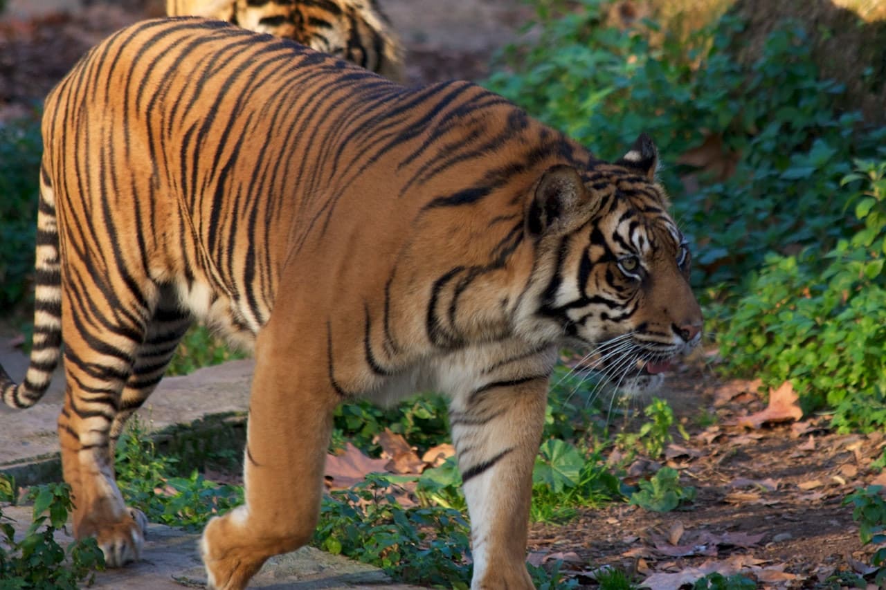 Barcelona Zoo - სურათი 10