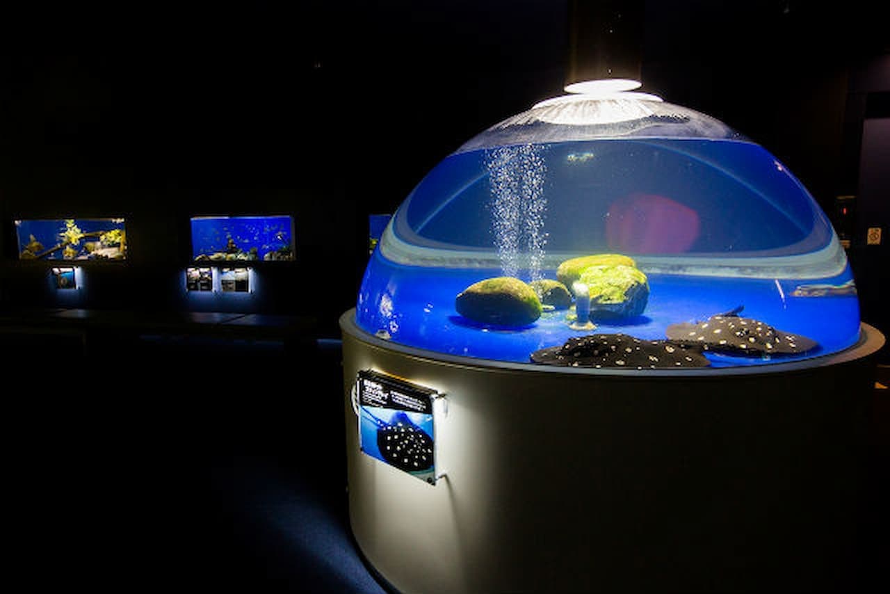 Salmon Hometown Chitose Aquarium Ticket - სურათი 10