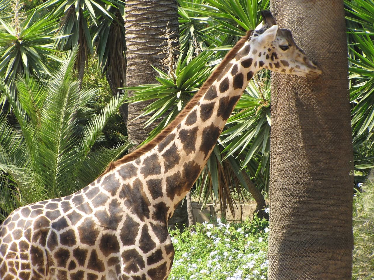 Barcelona Zoo - სურათი 6