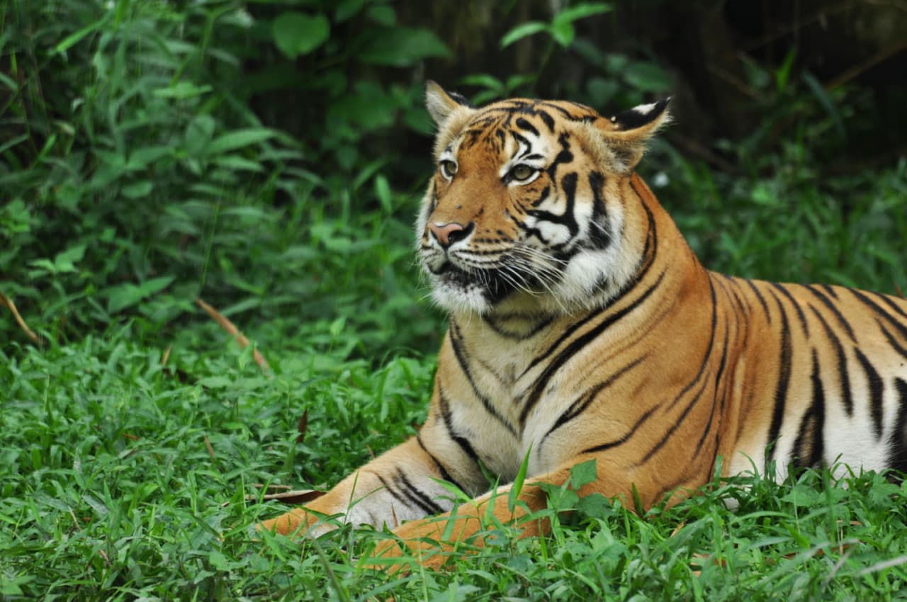 Zoo Negara Malaysia & Panda Conservation Centre Ticket - სურათი 2