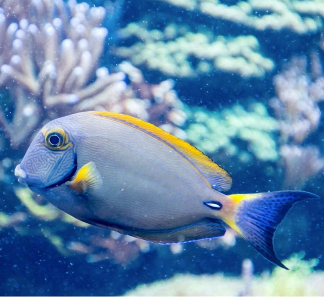 SEA LIFE New Jersey Aquarium Ticket - სურათი 6