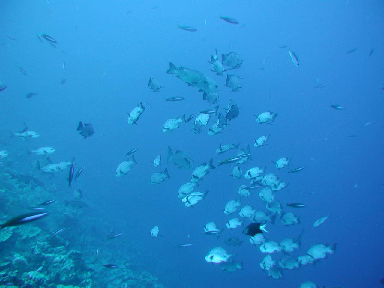 Okinawa Glass Bottom Boat Tour - სურათი 3