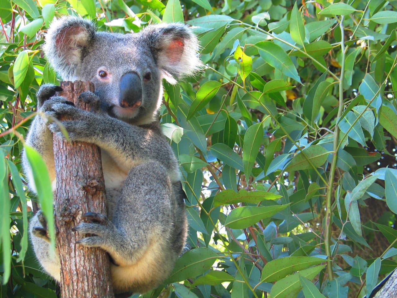 Cape Tribulation and Daintree Wilderness Full-Day Tour - სურათი 4
