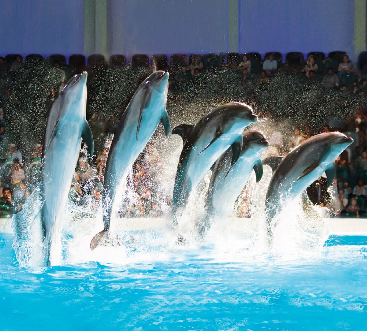 COMBO: Dubai Dolphinarium + Dubai Crocodile Park Tickets - სურათი 2