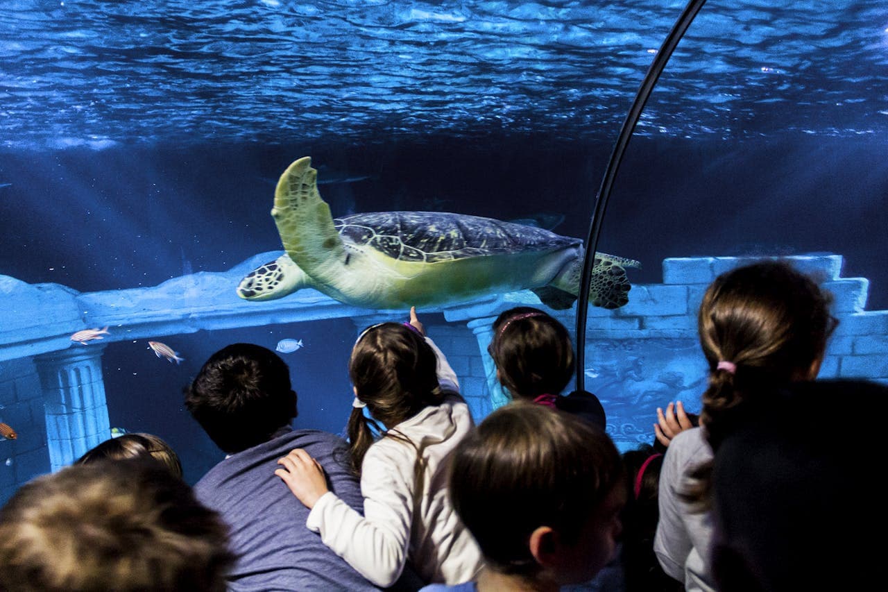 SEA LIFE Porto Ticket - სურათი 4