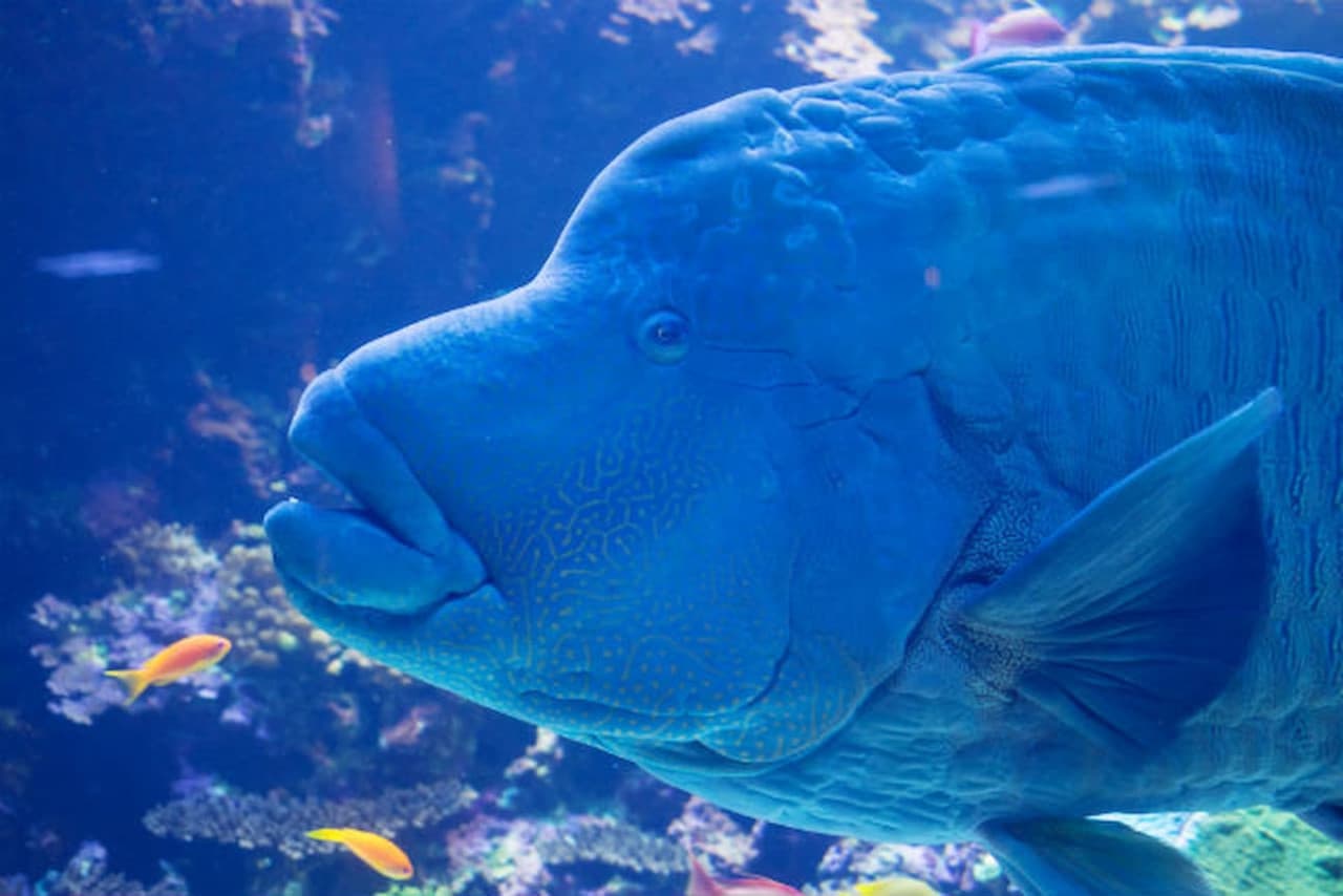 Oita Marine Palace Aquarium Umitamago Ticket - სურათი 4