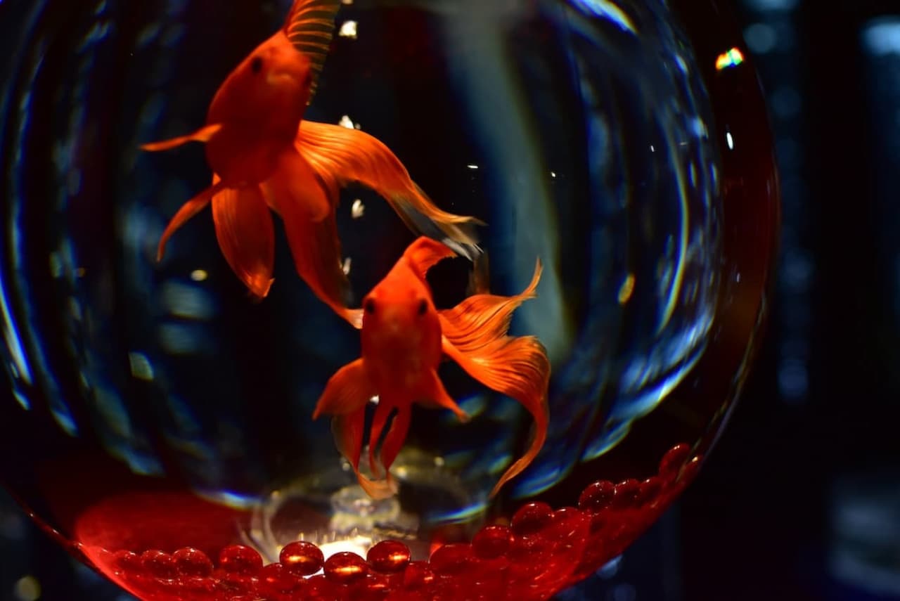 Art Aquarium Museum GINZA Ticket - სურათი 10