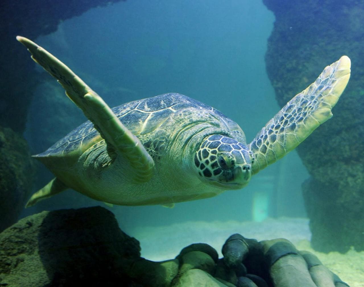 SEA LIFE New Jersey Aquarium Ticket - მთავარი სურათი