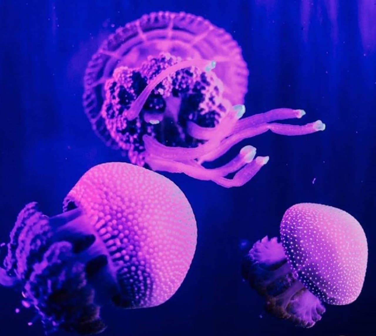 Underwater World Langkawi Ticket - სურათი 9