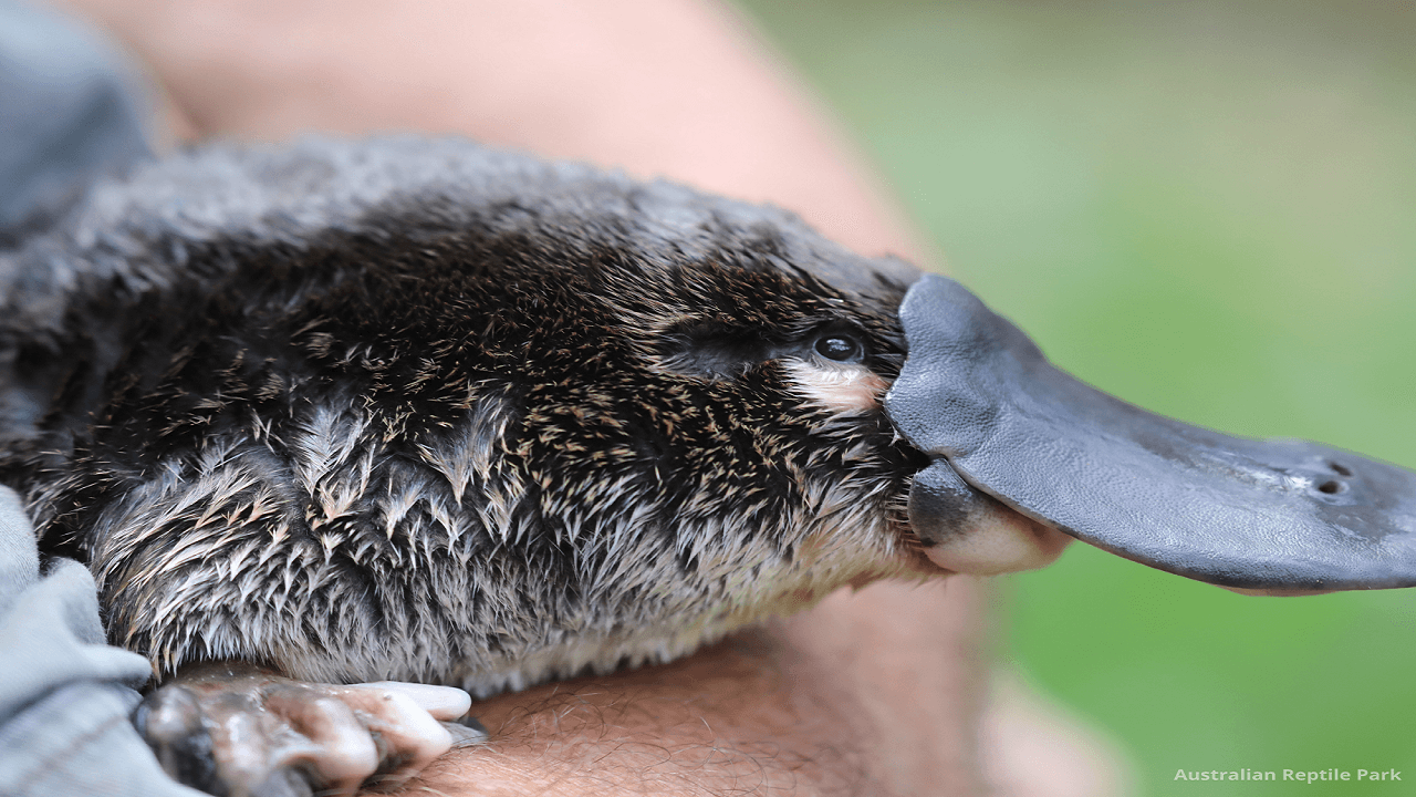Australian Reptile Park - სურათი 31
