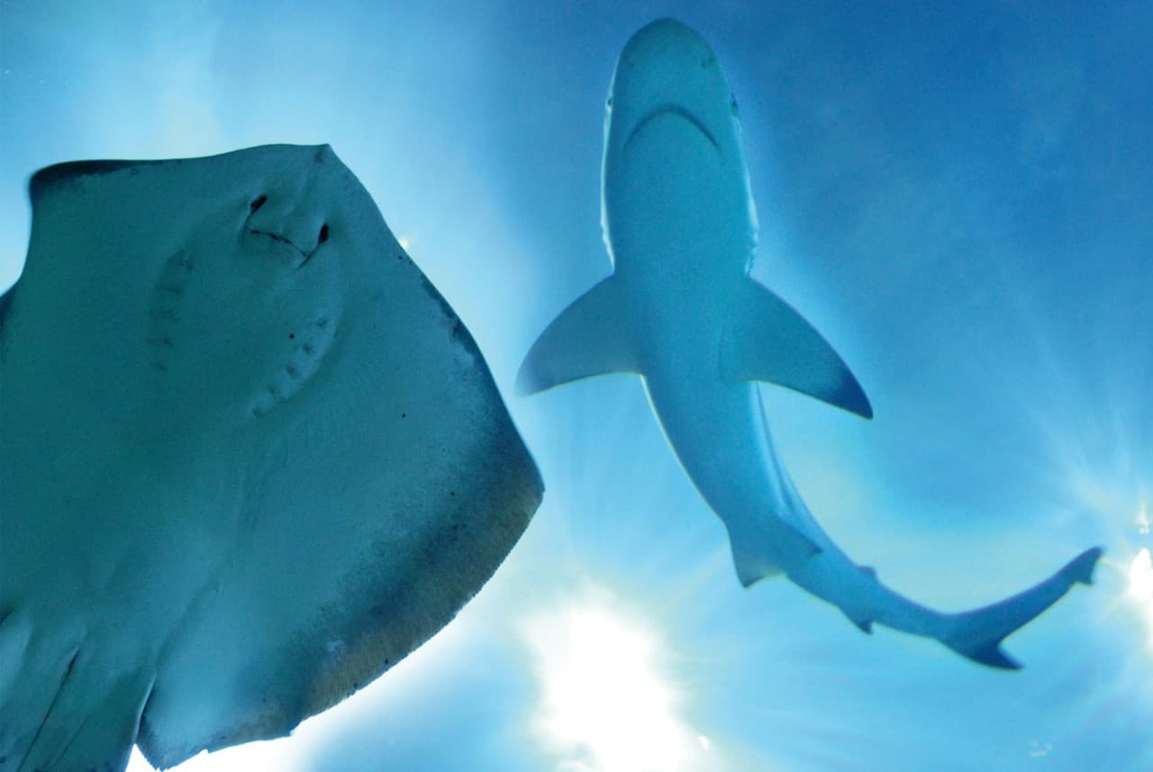Gardaland SEA LIFE Aquarium Ticket - სურათი 11