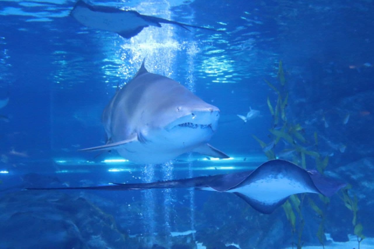 SEA LIFE COEX, Seoul Aquarium Ticket - სურათი 10
