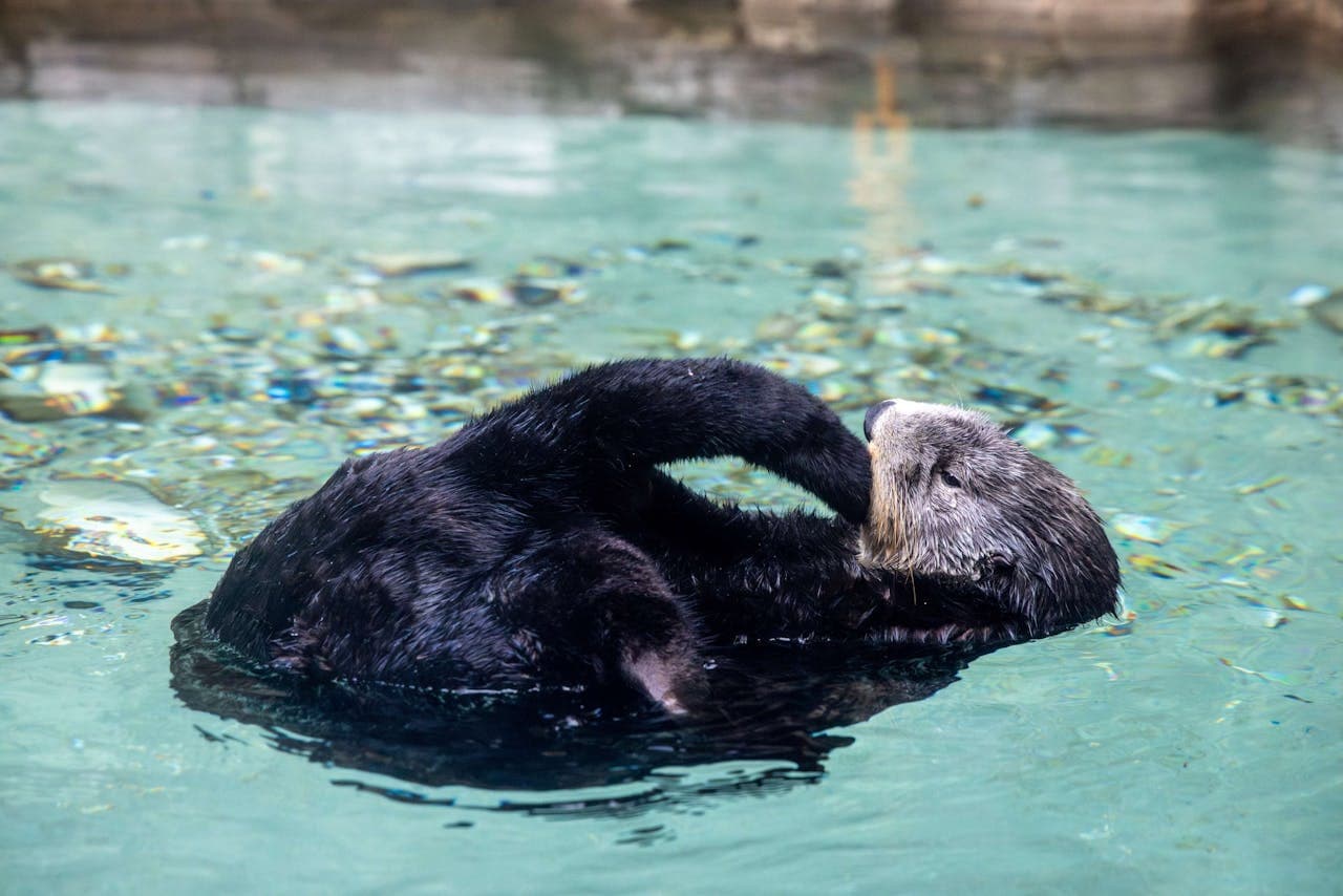 Seattle Aquarium Ticket - სურათი 5