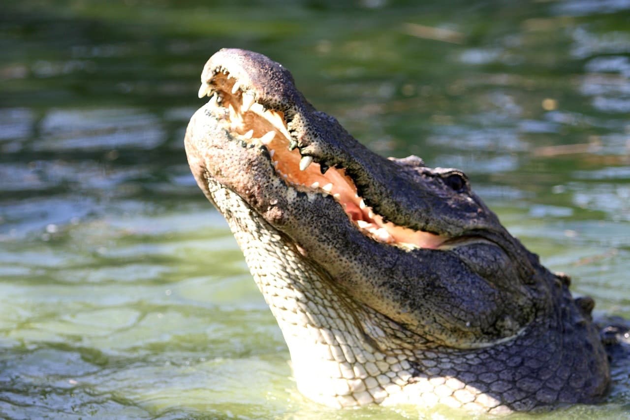 Gatorland Orlando - მთავარი სურათი