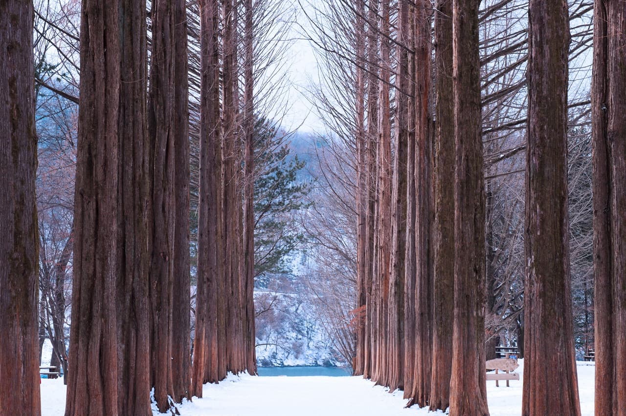 Alpaca World, Nami Island, and Garden of Morning Calm Tour from Seoul - სურათი 12