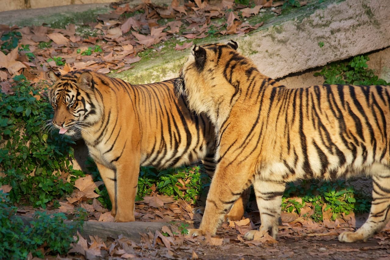 Barcelona Zoo - სურათი 11