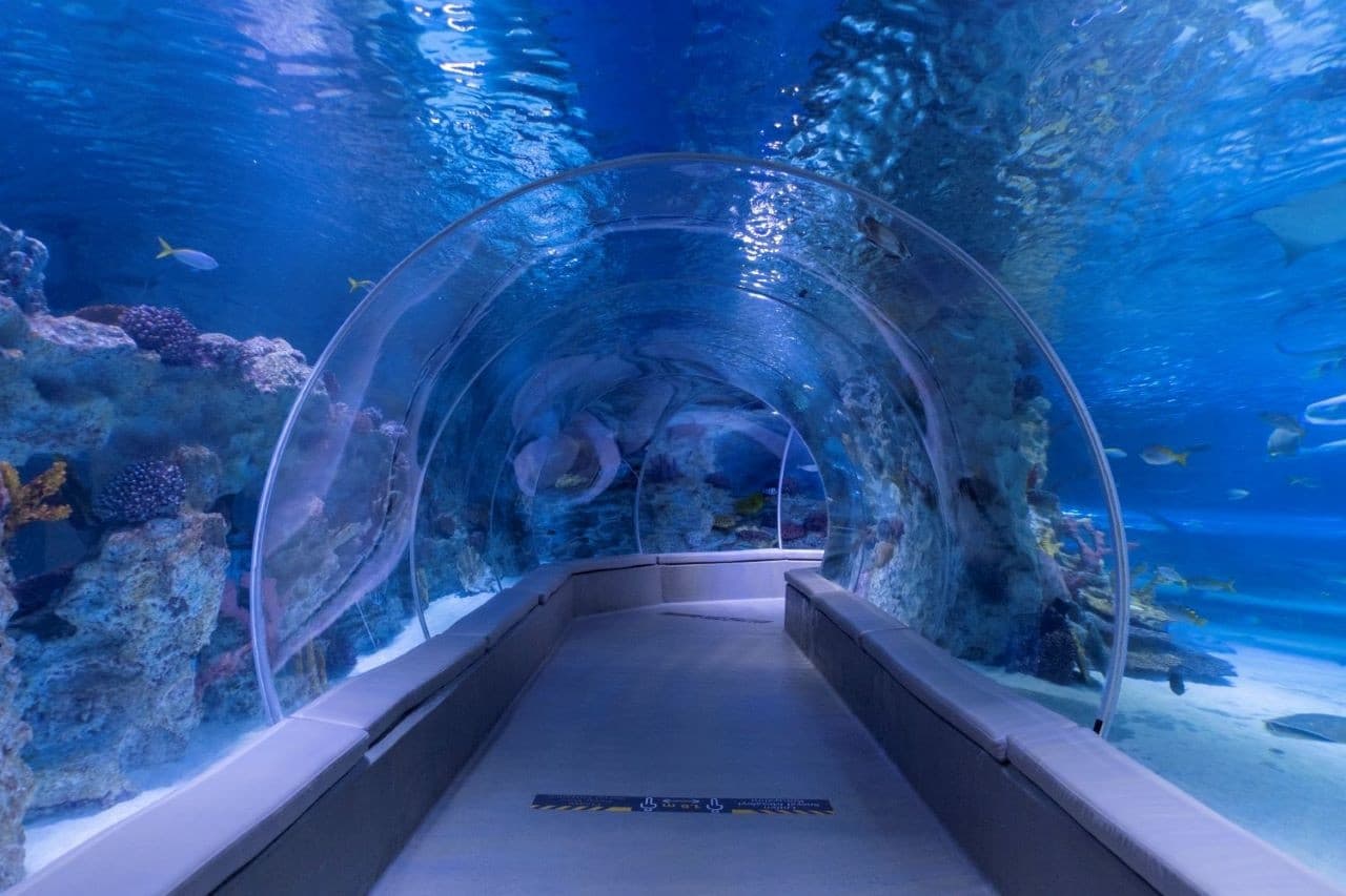 Emaar Aquarium and Underwater Zoo Ticket - სურათი 2