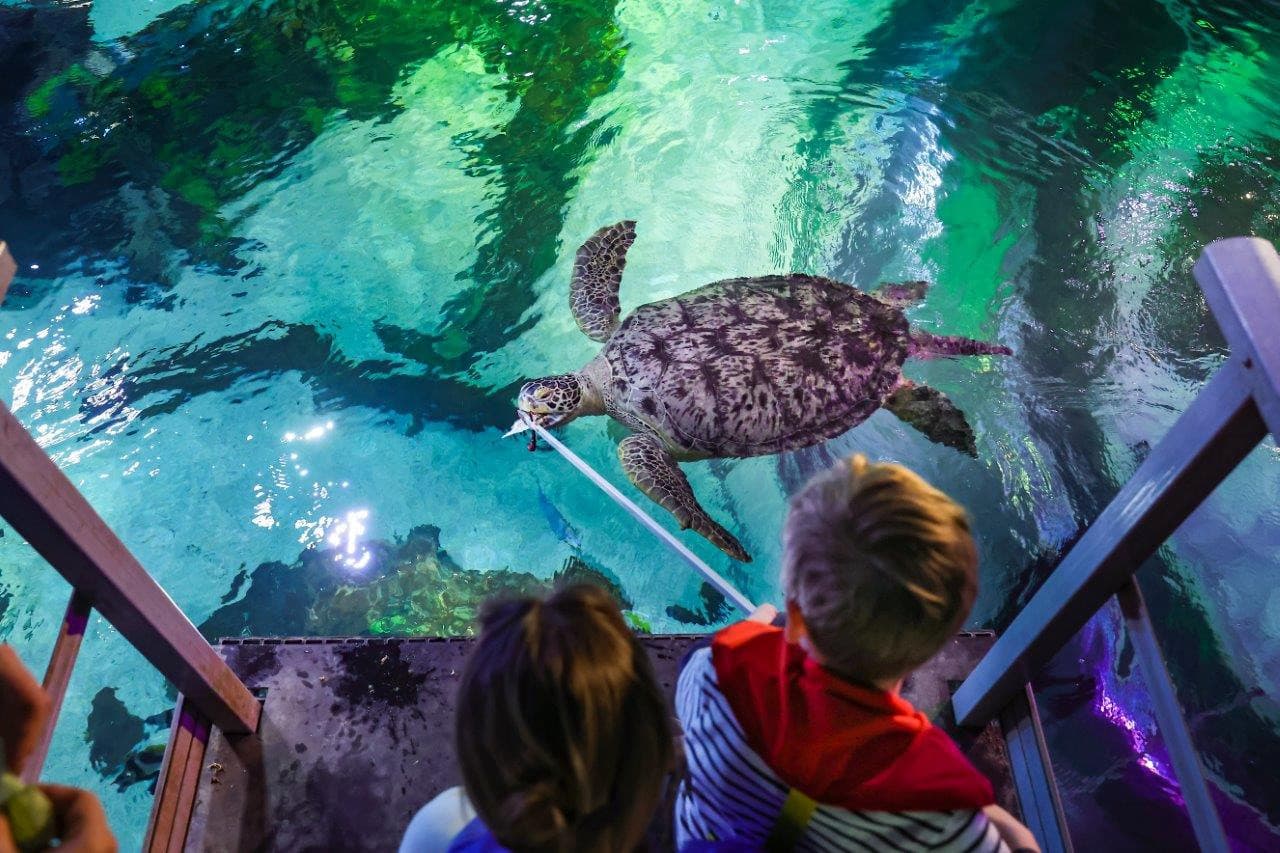 SEA LIFE Timmendorfer Strand Aquarium Ticket - სურათი 9
