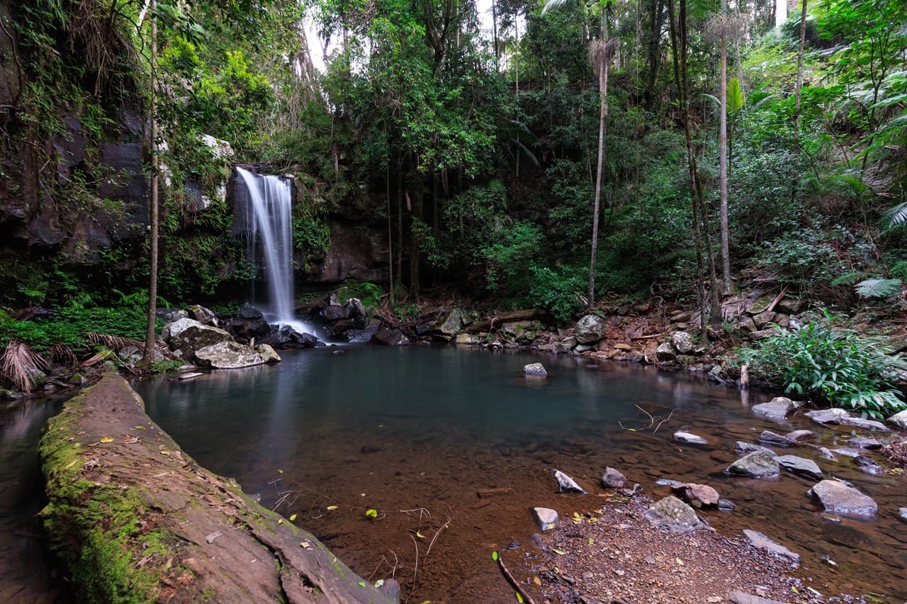 Guided Evening Rainforest Walk and Glow Worms Experience from Gold Coast - სურათი 8