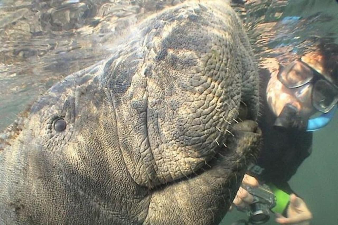 Florida Nature Coast Tour: Crystal River with Manatees Snorkelling, Homosassa State Park - სურათი 4