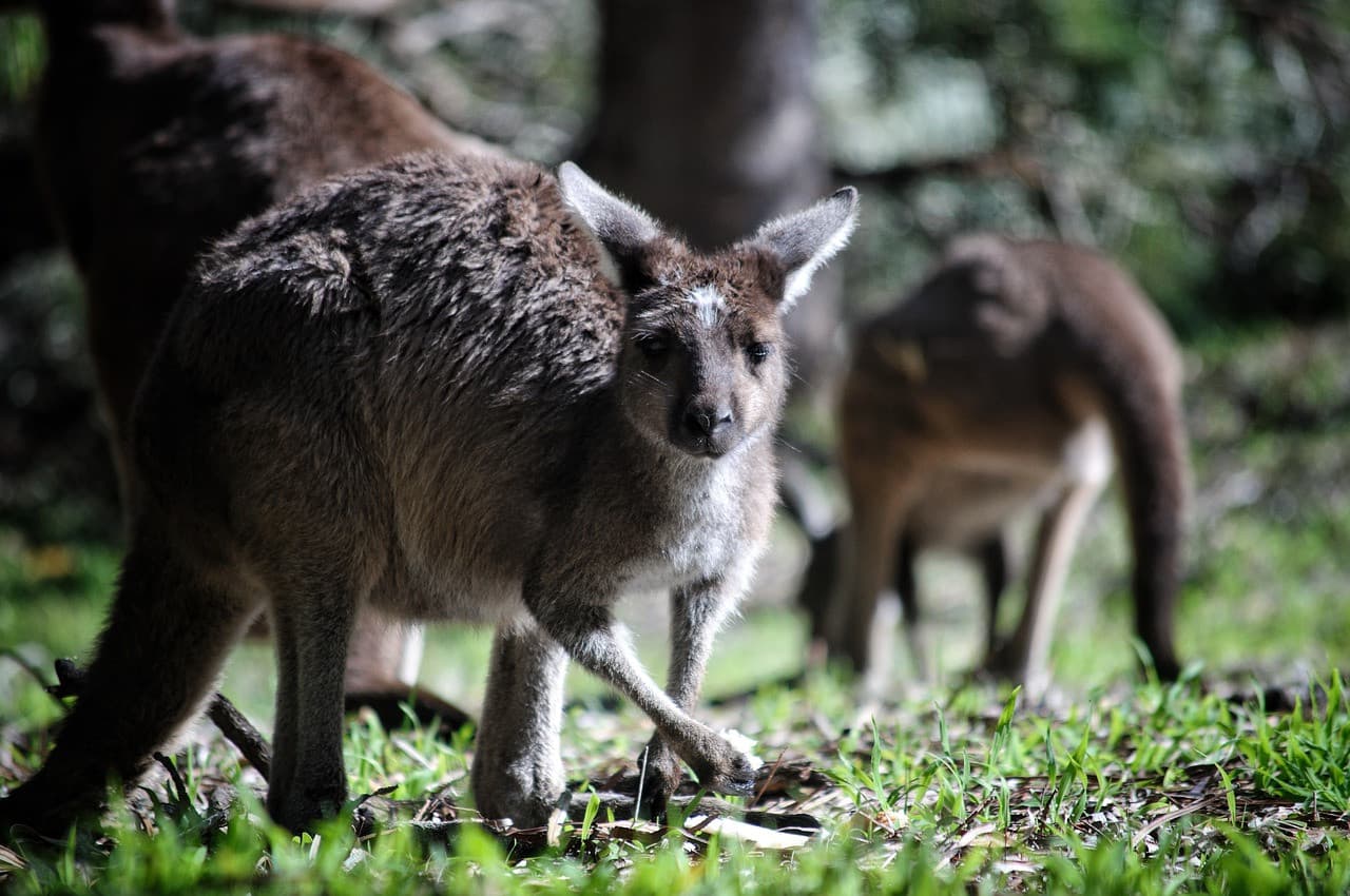 Bonorong Wildlife Sanctuary and Hobart City Tour - სურათი 19