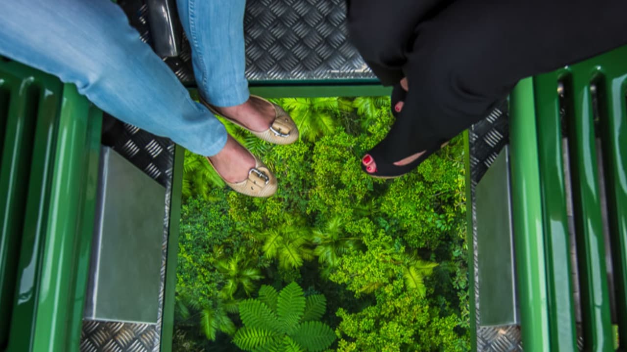 Skyrail Rainforest Cableway with Optional Kuranda Scenic Train Ticket and Hotel Pick-Up - სურათი 6