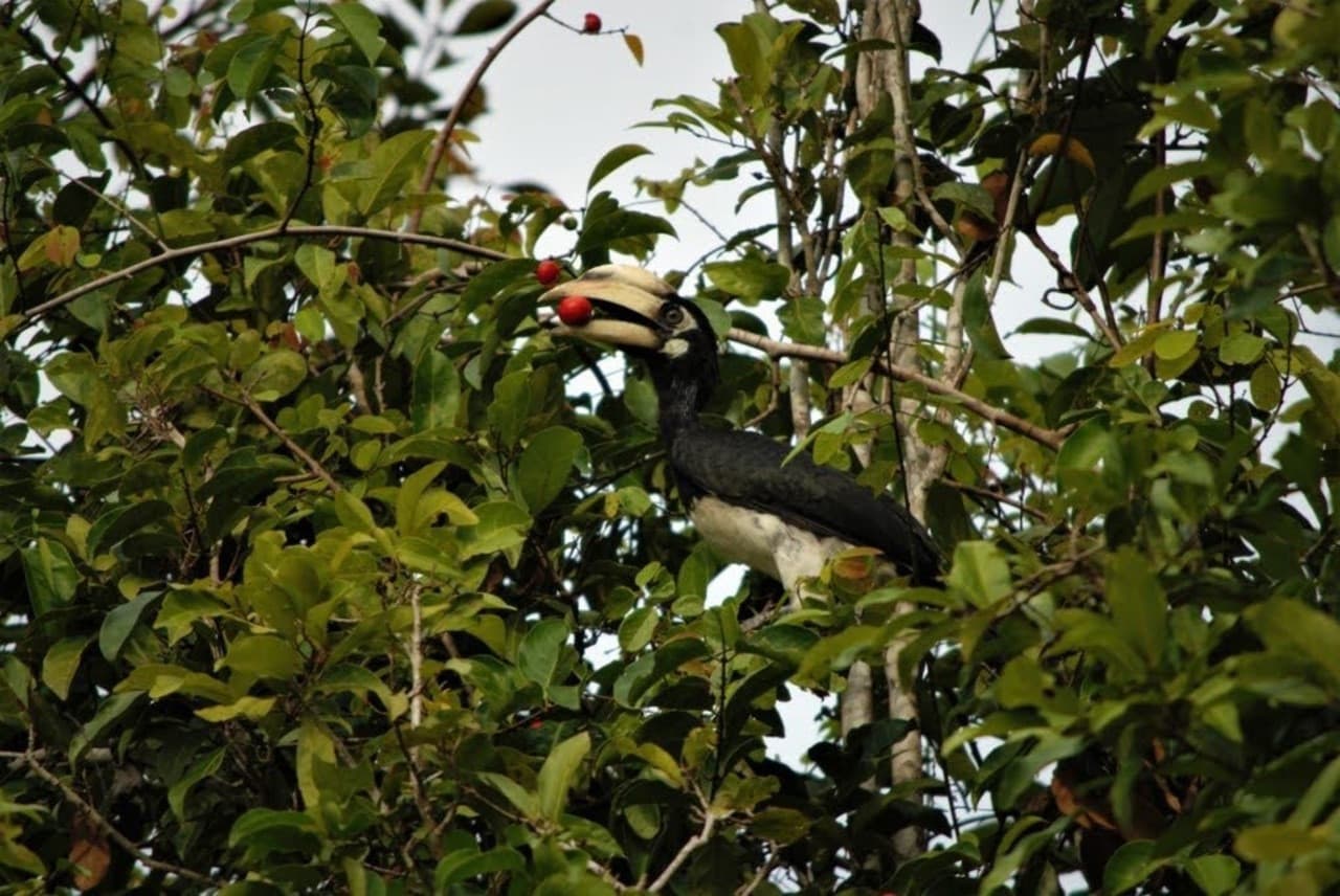 Langkawi Birdwatching Experience Tour - Half Day - სურათი 7
