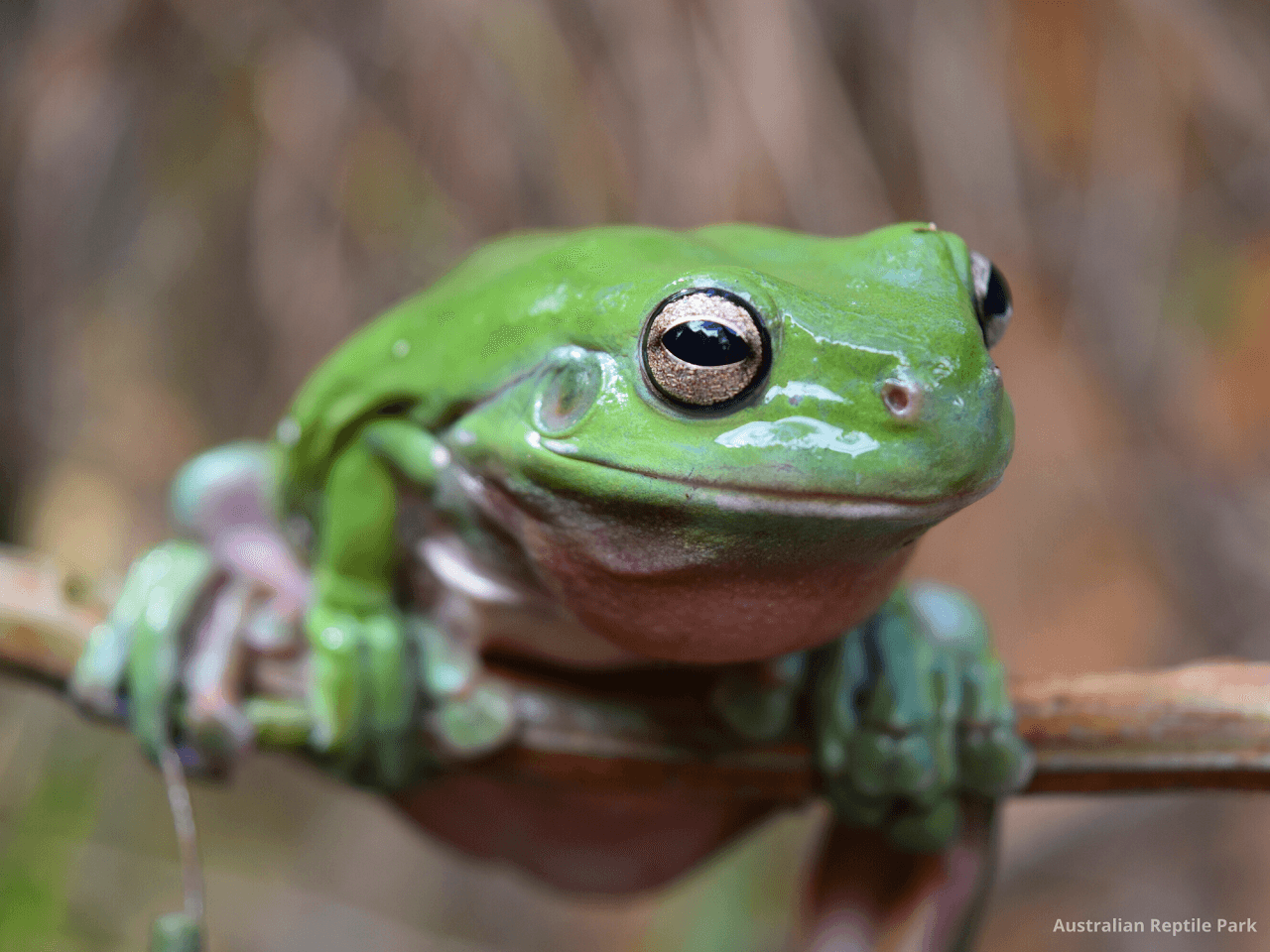 Australian Reptile Park - სურათი 13