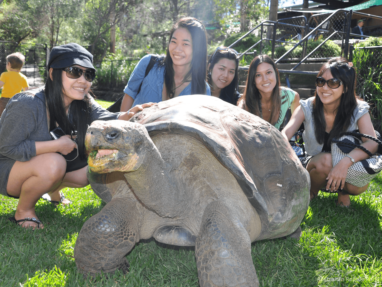Australian Reptile Park - სურათი 11