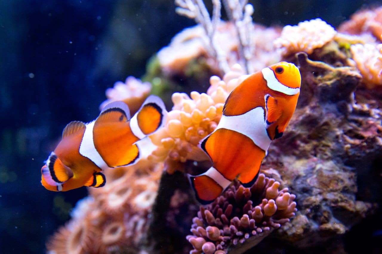 SEA LIFE Oberhausen Aquarium Ticket - სურათი 4