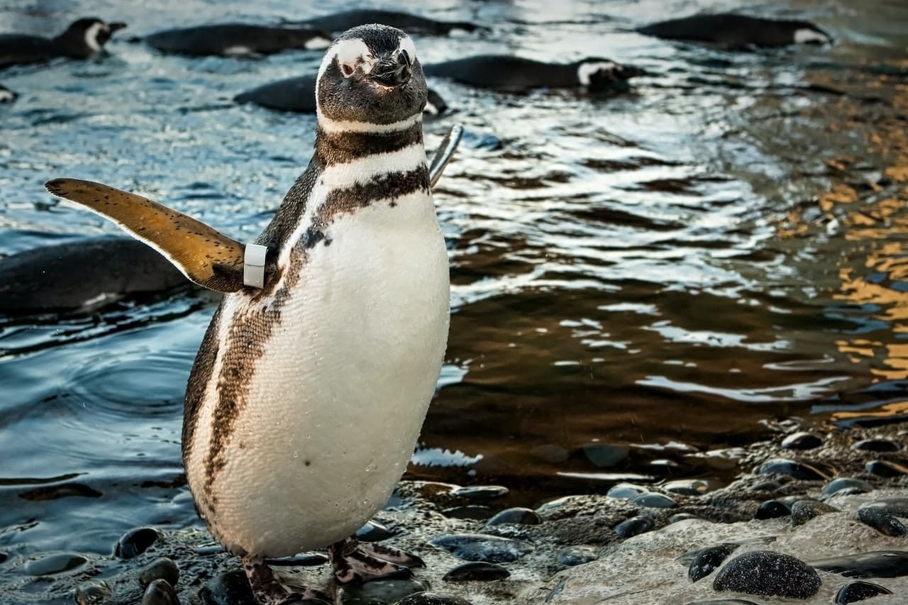Skip The Line Ticket - Aquarium of the Pacific - სურათი 2