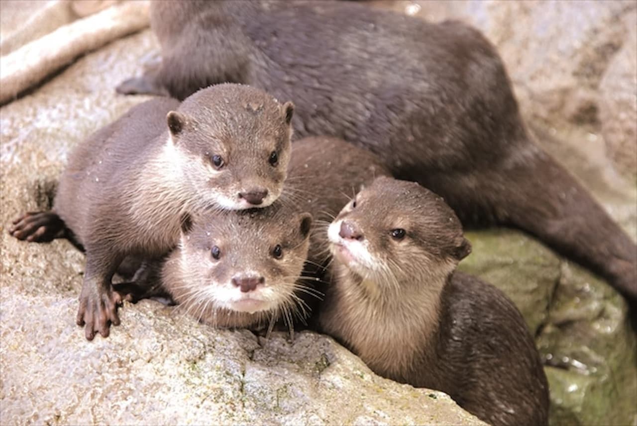Enoshima Aquarium Ticket - სურათი 2