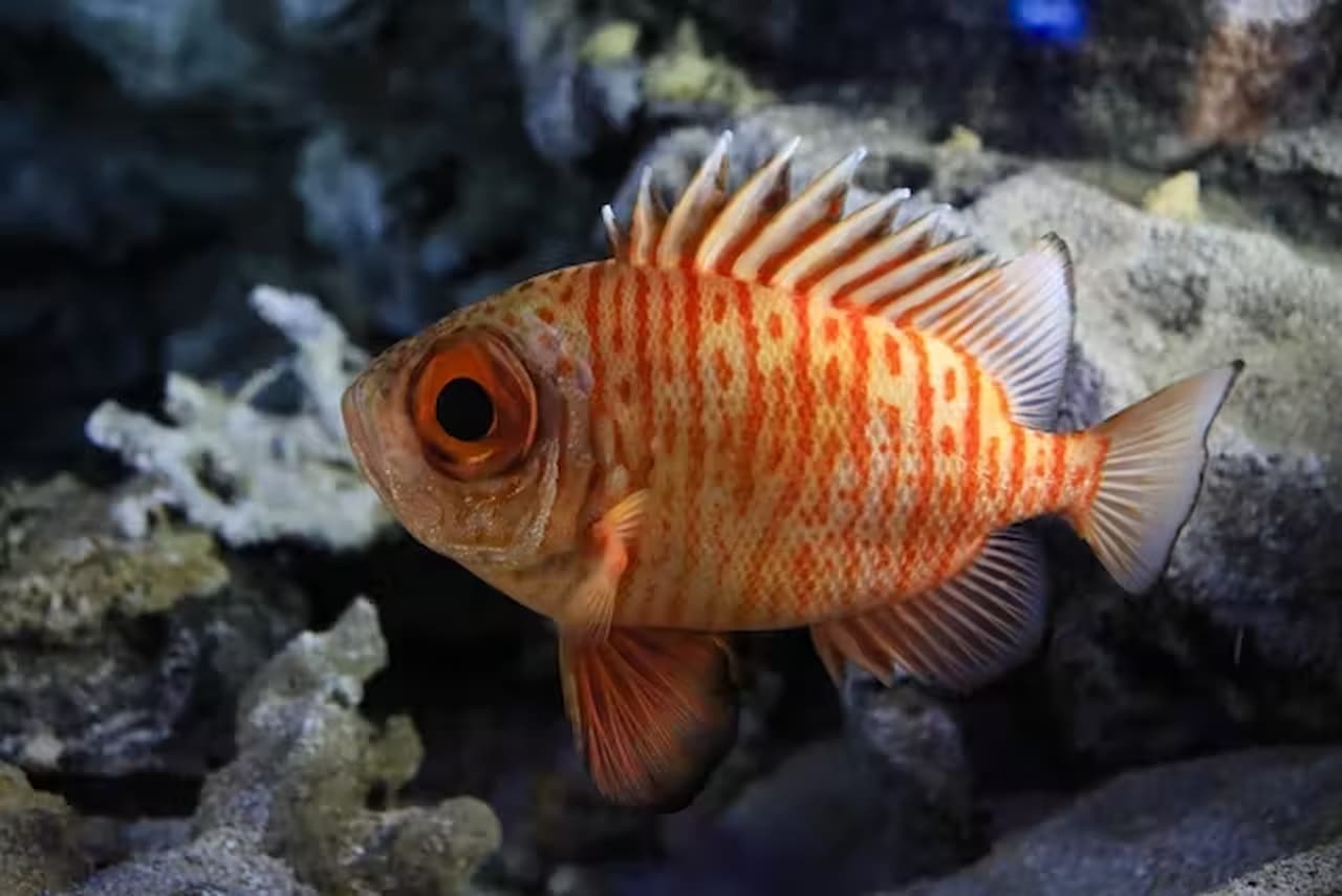 Okinawa Churaumi Aquarium Ticket - სურათი 4