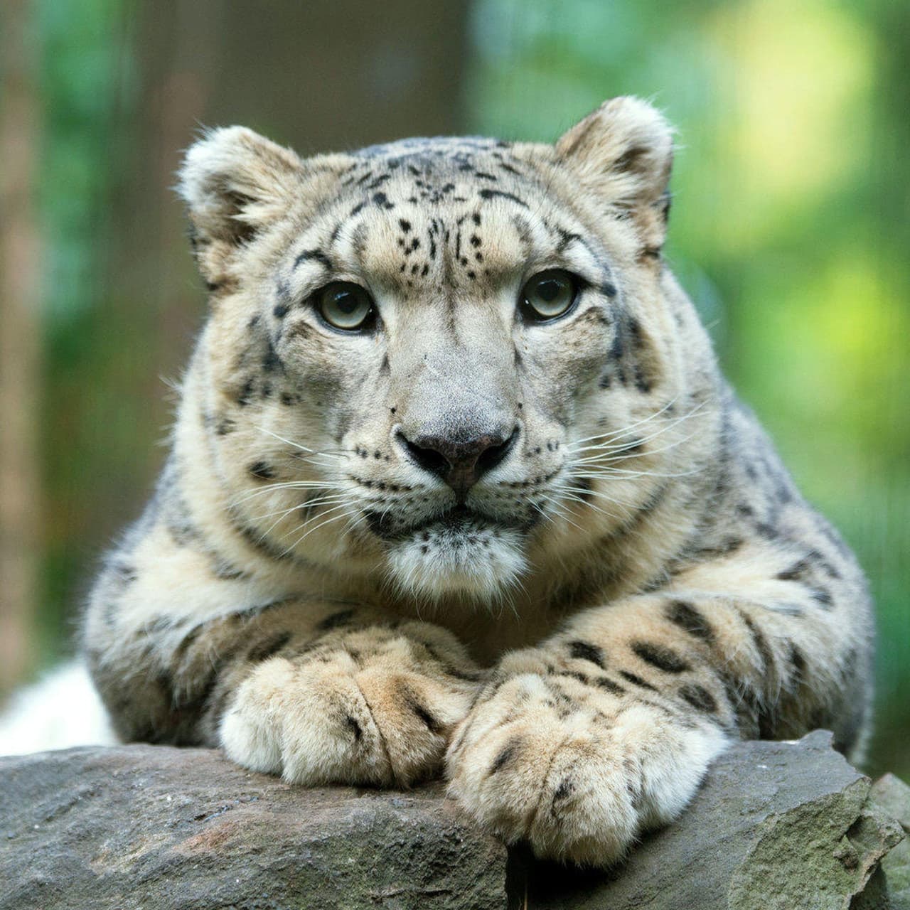 Central Park Zoo - მთავარი სურათი