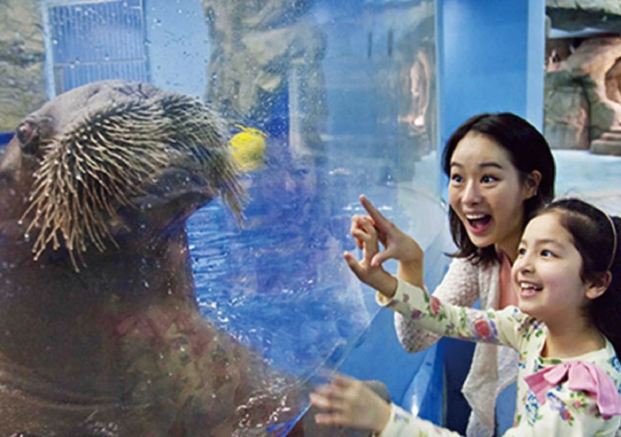 Aqua Planet Jeju Aquarium Ticket - მთავარი სურათი
