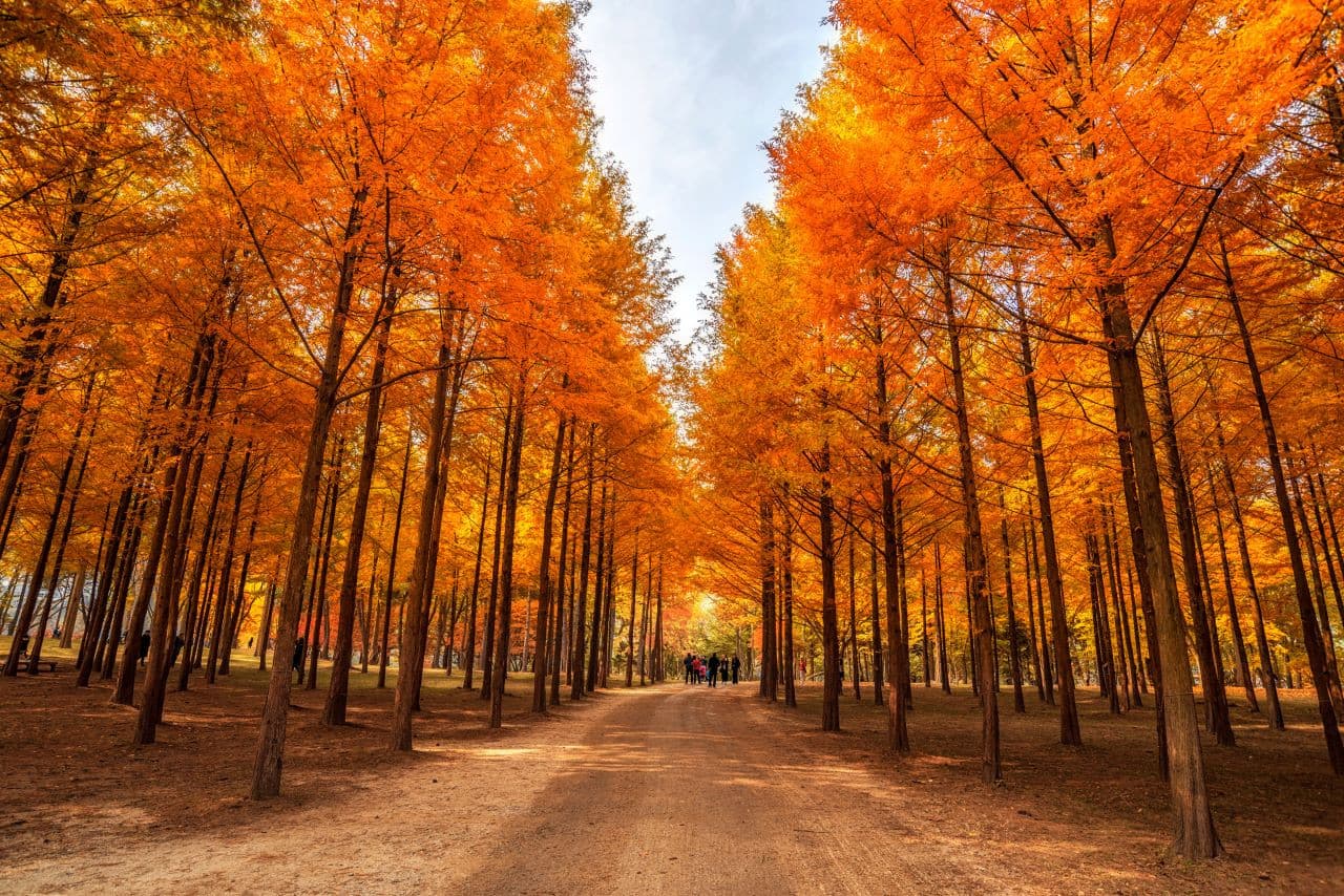 Alpaca World, Nami Island, and Garden of Morning Calm Tour from Seoul - სურათი 16