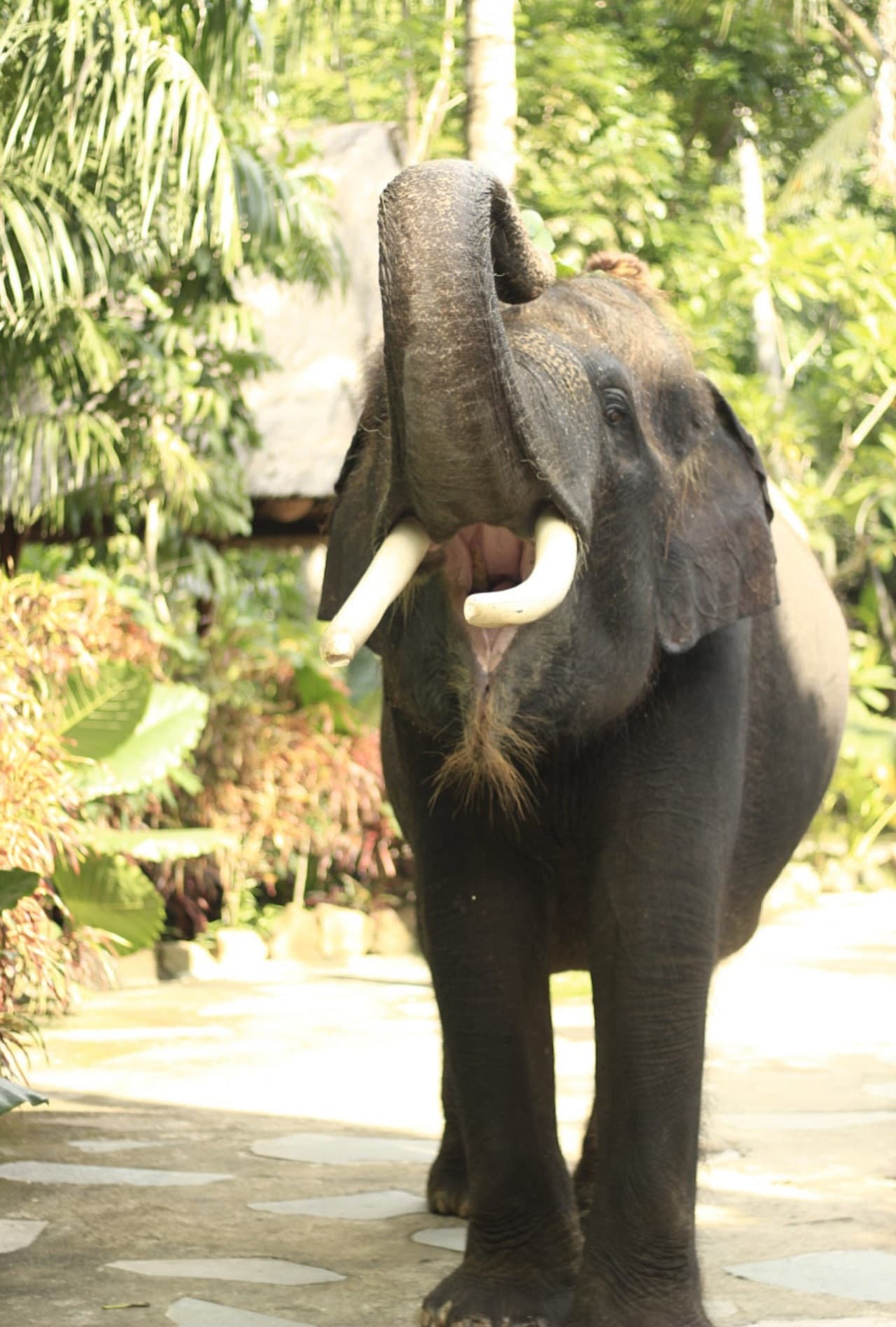 Lombok Wildlife Park - სურათი 5
