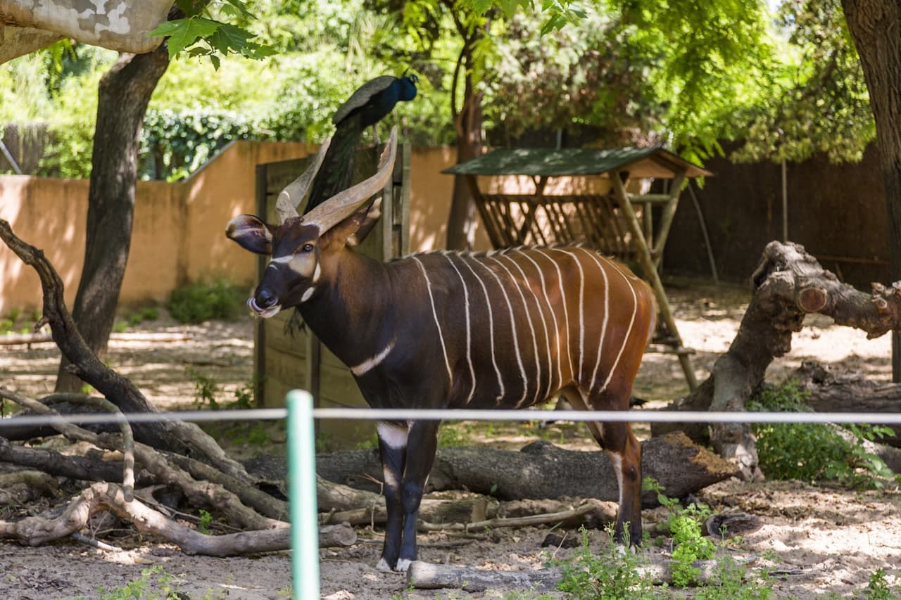 Barcelona Zoo - სურათი 5