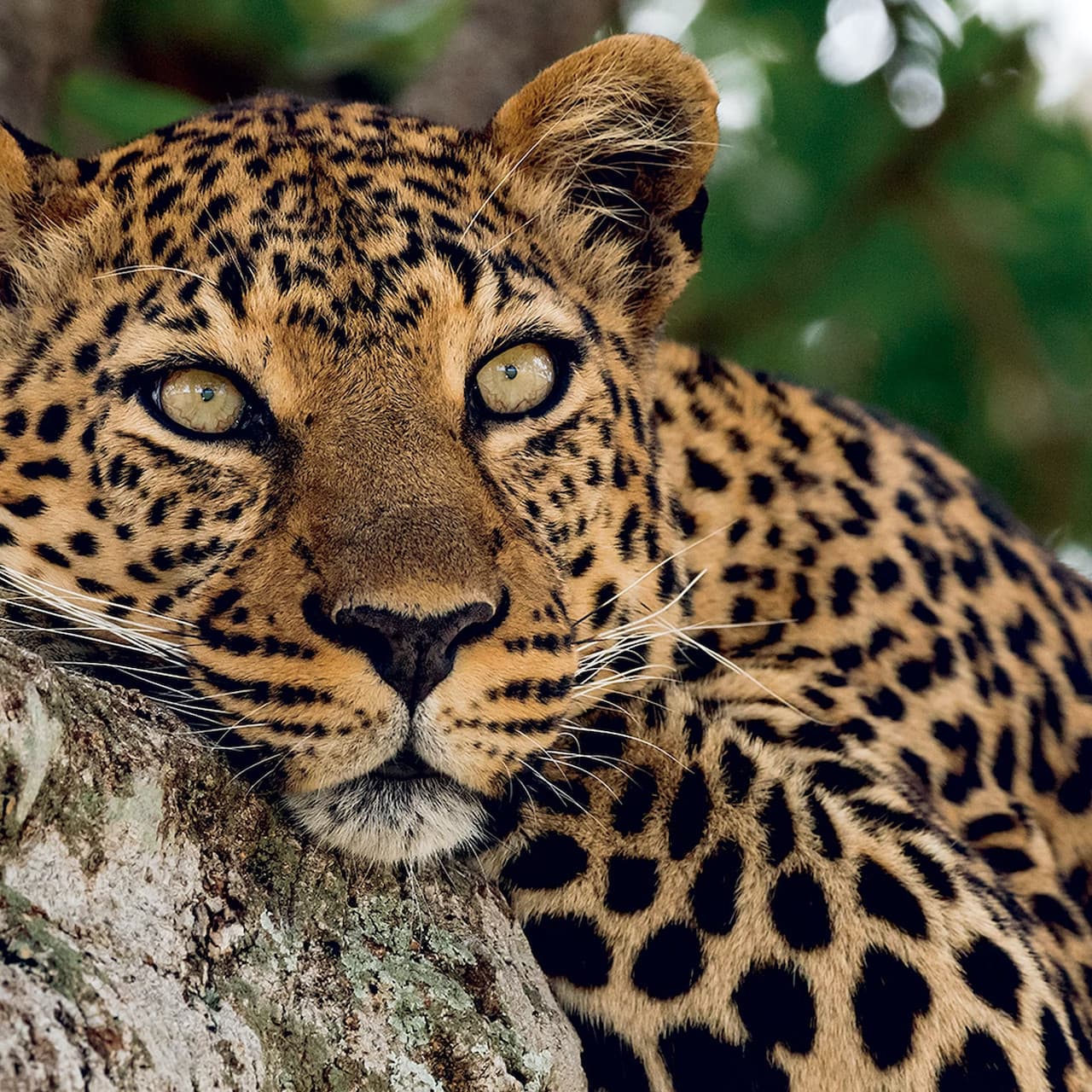 Zoo Aquarium Madrid - სურათი 4