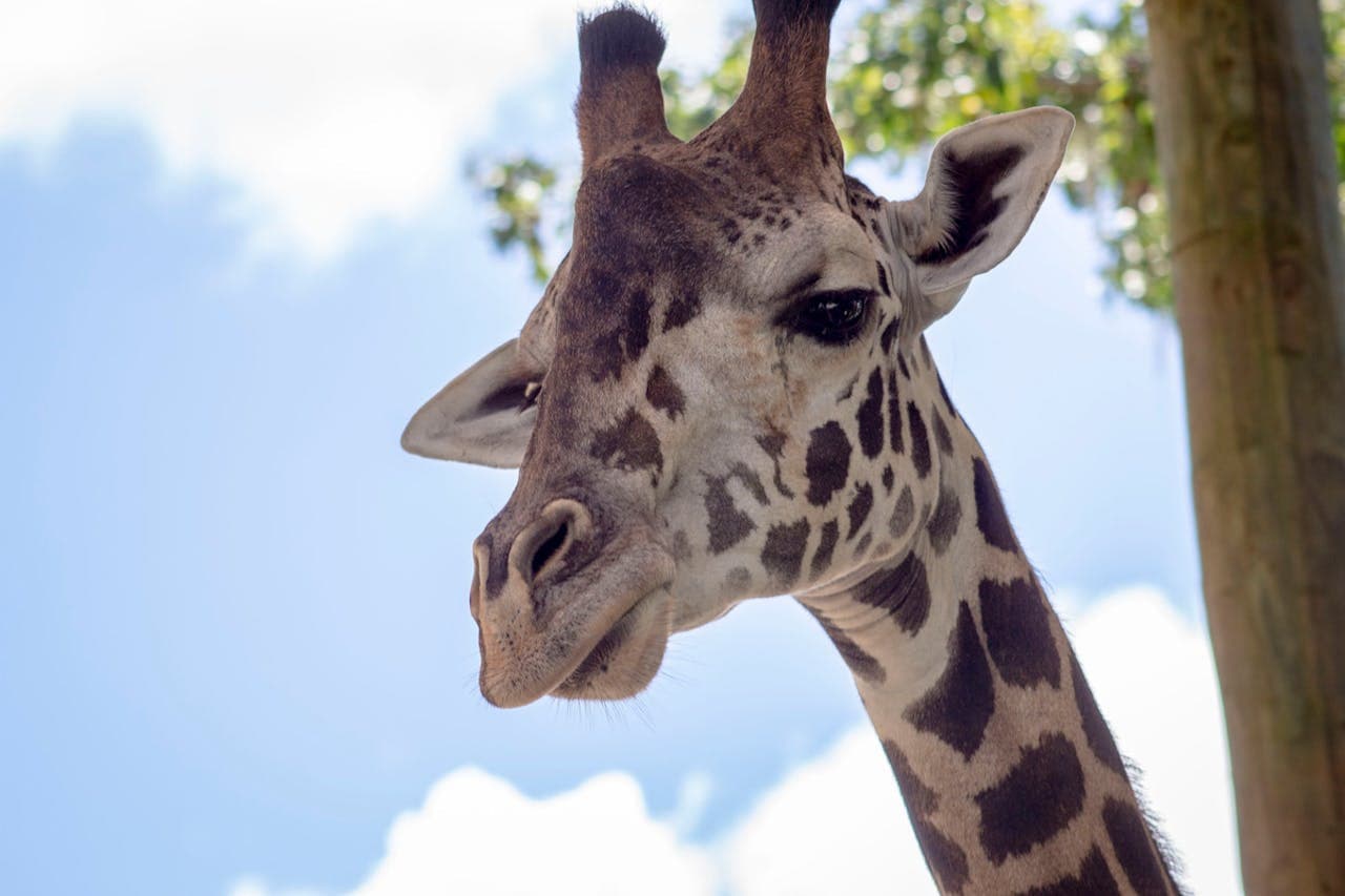 Central Florida Zoo & Botanical Gardens Ticket - მთავარი სურათი