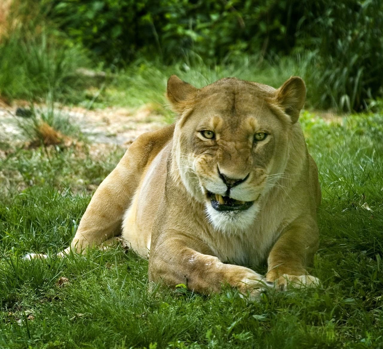 Bronx Zoo - სურათი 9
