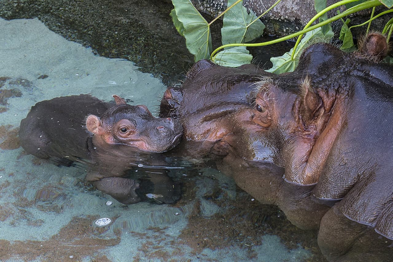 San Diego Zoo - სურათი 3